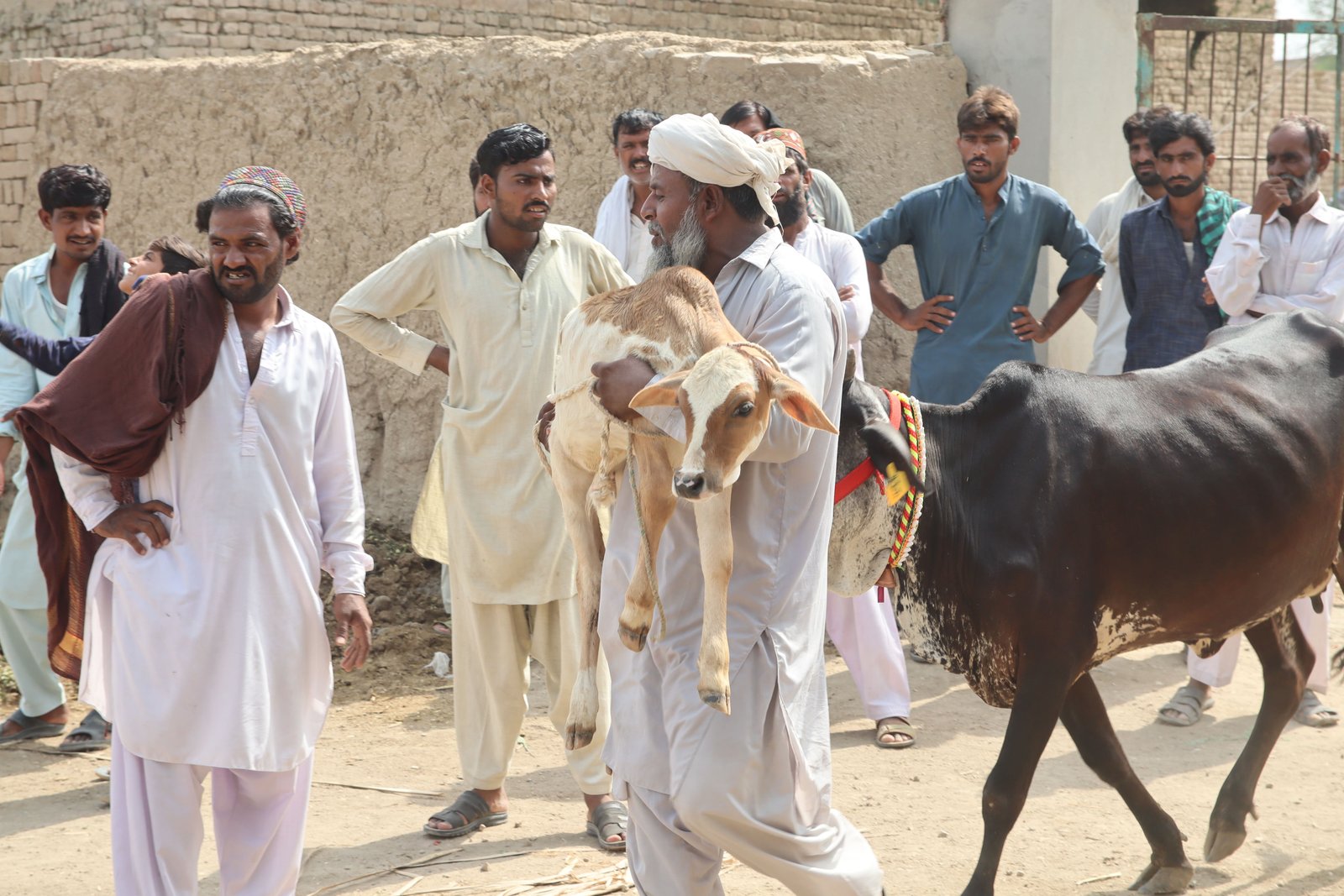 Provision of Livestock (Buffalos)