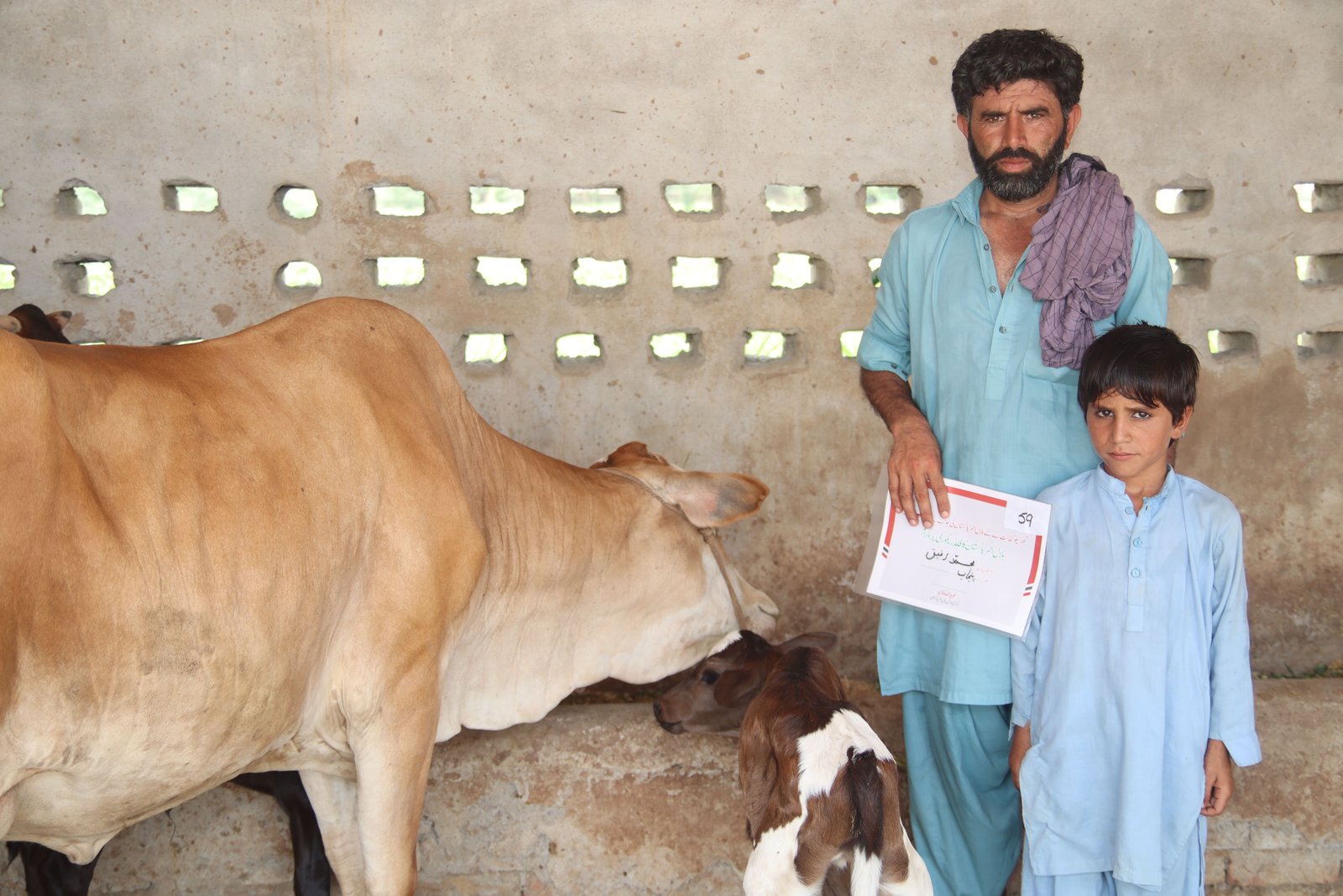 Provision of Livestock (Buffalos)